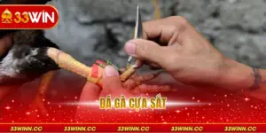 Đá Gà Cựa Sắt - Những Bí Kíp Chinh Phục Mọi Đấu trường